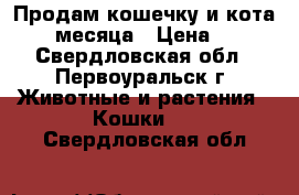 Продам кошечку и кота 1,5 месяца › Цена ­ 10 - Свердловская обл., Первоуральск г. Животные и растения » Кошки   . Свердловская обл.